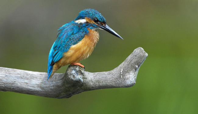 Saturday, 3 October 2026  - Découverte de la Grande Cariçaie